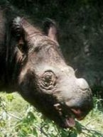 Baby rhino head