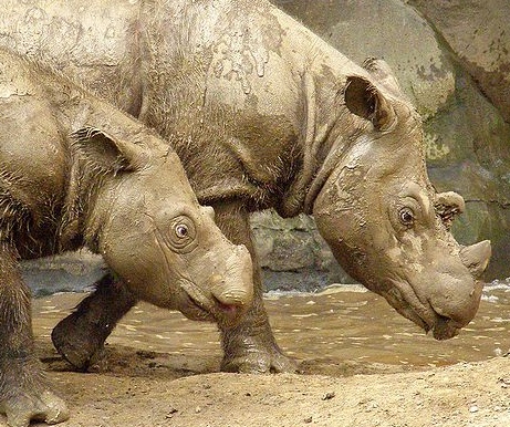 Sumatran rhinos